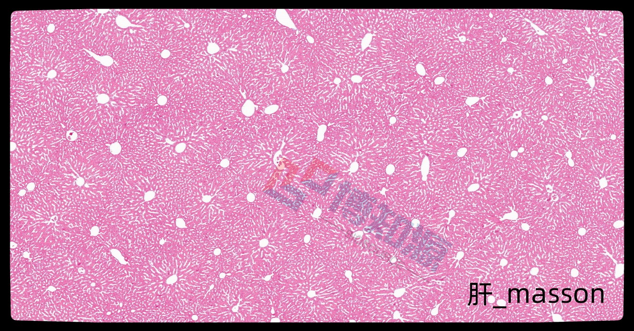 Masson染色 北京博知源生物科技有限公司